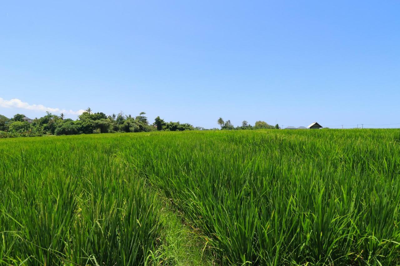 Villa Alisha Pererenan Canggu Exterior foto